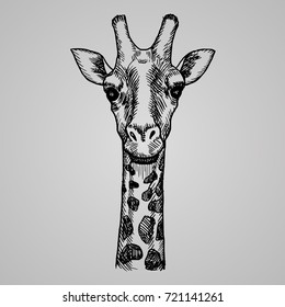 Engraving style giraffe head. African animal in sketch style. Vector illustration. EPS 10.