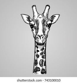 Engraving style giraffe head. African white animal in sketch style. Vector illustration. EPS 10.