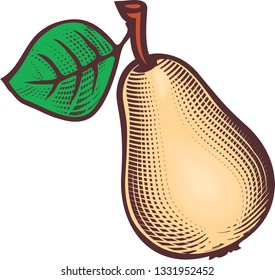 Engraving style hand drawing illustration of ripe pear with green leaf.