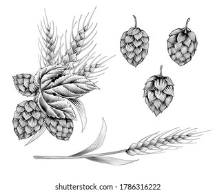 Engraving style hops and ears of wheat on white background