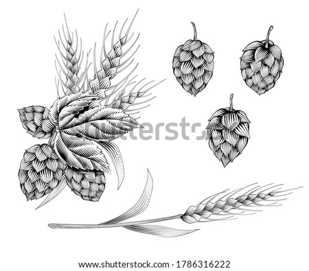 Engraving style hops and ears of wheat on white background