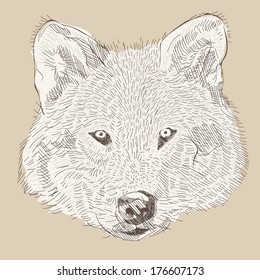 engraving style vector hand drawing wolf head
