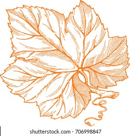 Illustration vectorielle à l'effervescence, feuille de raisin orange isolée sur fond blanc.
