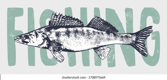 Engraving style zander fish vector illustration.