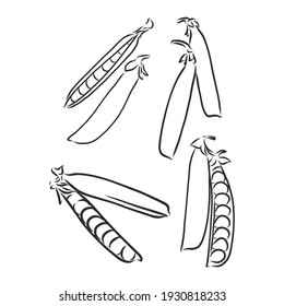 engraving vector illustration of beans and peas on white background