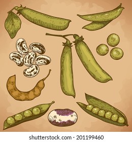 engraving vector illustration of beans and peas in retro style