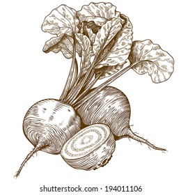 engraving vector illustration of beet on white background