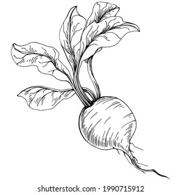 Engraving vector illustration of beet on white background. Food vegetable engraved style object. Great for menu, label, icon, cover, social post.