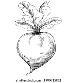 Grabando ilustración vectorial de remolacha en fondo blanco. Objeto de estilo con grabado de verduras alimenticias. Ideal para menú, etiqueta, icono, portada, post social.