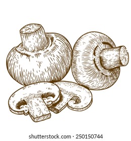 engraving vector illustration of champignons on white background