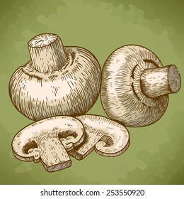 engraving vector illustration of champignons in retro style