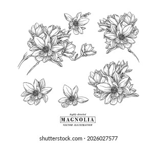 Engraving Vector Illustration Floral Botany Collection. Magnolia Flower Drawings on White Backgrounds. Hand Drawn Botanical Vector Illustrations for Greeting Card, Wedding Invitation, Print, Poster.