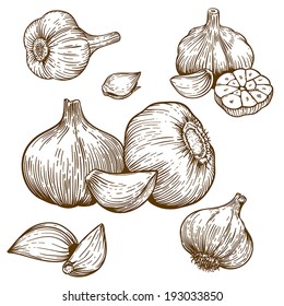 engraving vector illustration of garlic on white background