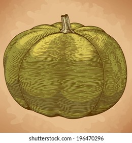 engraving vector illustration of green pumpkin in retro style