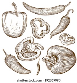 engraving vector illustration of many peppers on white background