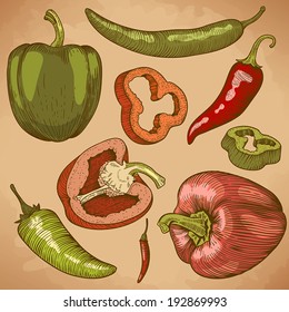 engraving vector illustration of many peppers in retro style
