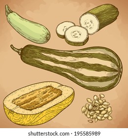 engraving vector illustration of many squash in retro style