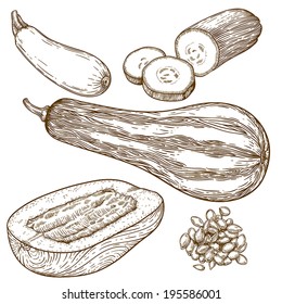 engraving vector illustration of many squash on white background