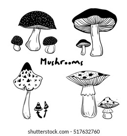 engraving vector illustration of mushrooms