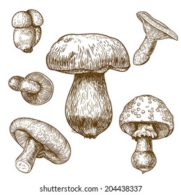 engraving vector illustration of mushrooms on white background