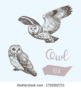 Engraving vector illustration of owls. Vintage detailed style