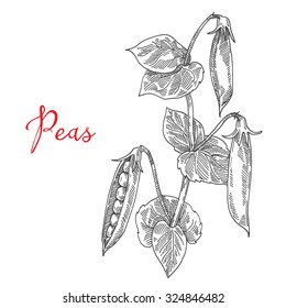 engraving vector illustration of peas on white background