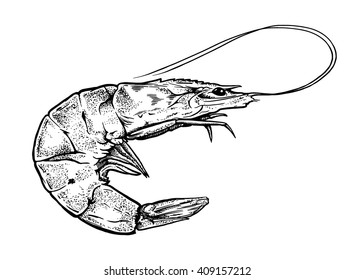 Engraving vector illustration of shrimp for menu, poster or label.