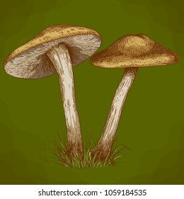 engraving vector illustration of two mushrooms in retro style