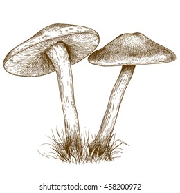 engraving vector illustration of two mushrooms isolated on white background