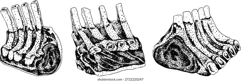Ilustraciones vectoriales de grabado de varios cortes de carne cruda, con texturas detalladas en estilo realista