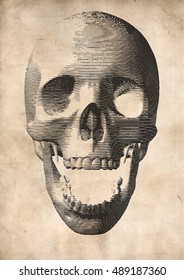 Engraving vector skull illustration in front view on old paper background