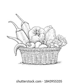 engraving vegetables in basket hand draw vector illustration