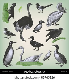Engraving vintage Bird set from "The Complete encyclopedia of illustrations" containing the original illustrations of The iconographic encyclopedia of science, literature and art, 1851. Vector.