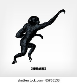 Engraving vintage Chimpanzee from "The Complete encyclopedia of illustrations" containing the original illustrations of The iconographic encyclopedia of science, literature and art, 1851. Vector.