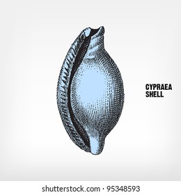 Engraving vintage Cypraea shell from "The Complete encyclopedia of illustrations" containing the original illustrations of The iconographic encyclopedia of science, literature and art, 1851. Vector.