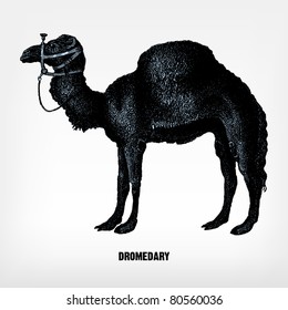Engraving vintage dromedary from "The Complete encyclopedia of illustrations" containing the original illustrations of The iconographic encyclopedia of science, literature and art, 1851. Vector.