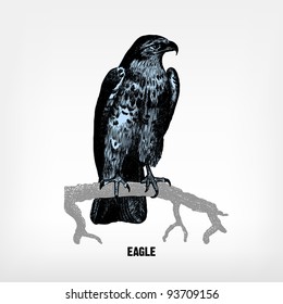 Engraving vintage Eagle from "The Complete encyclopedia of illustrations" containing the original illustrations of The iconographic encyclopedia of science, literature and art, 1851. Vector.