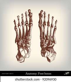 Engraving vintage Feet bones from "The Complete encyclopedia of illustrations" containing the original illustrations of The iconographic encyclopedia of science, literature and art, 1851. Vector.