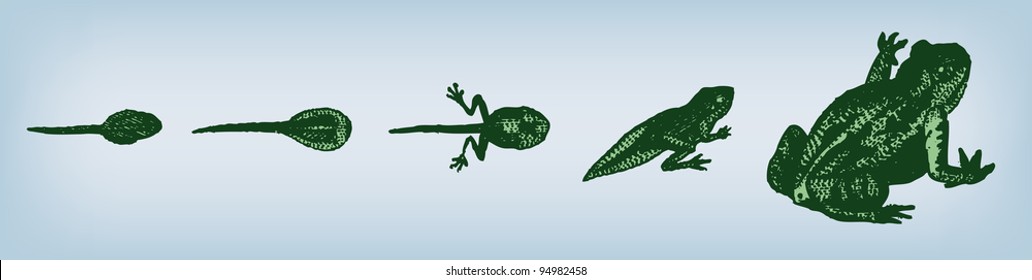 Engraving vintage frog evolution from "The Complete encyclopedia of illustrations" containing the original illustrations of The iconographic encyclopedia of science, literature and art, 1851. Vector.