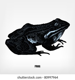Engraving vintage frog from "The Complete encyclopedia of illustrations" containing the original illustrations of The iconographic encyclopedia of science, literature and art, 1851. Vector.