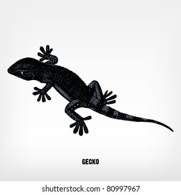 Engraving vintage gecko from "The Complete encyclopedia of illustrations" containing the original illustrations of The iconographic encyclopedia of science, literature and art, 1851. Vector.