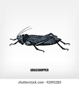 Engraving vintage Grasshopper from "The Complete encyclopedia of illustrations" containing the original illustrations of The iconographic encyclopedia of science, literature and art, 1851. Vector.
