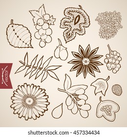 Engraving vintage hand drawn vector leaves collection. Pencil Sketch viburnum berry fruit leaf herbarium illustration.