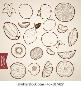 Engraving vintage hand drawn vector Fruit collection. Pencil Sketch lemon, orange, papaya, lobule citrus illustration.