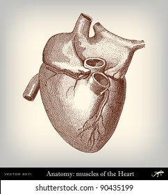 Engraving vintage heart from "The Complete encyclopedia of illustrations" containing the original illustrations of The iconographic encyclopedia of science, literature and art, 1851. Vector.