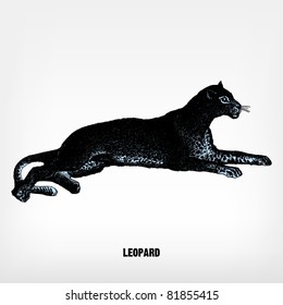 Engraving vintage leopard from "The Complete encyclopedia of illustrations" containing the original illustrations of The iconographic encyclopedia of science, literature and art, 1851. Vector.