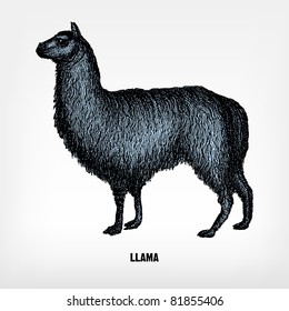 Engraving vintage llama from "The Complete encyclopedia of illustrations" containing the original illustrations of The iconographic encyclopedia of science, literature and art, 1851. Vector.