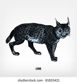Engraving vintage lynx from "The Complete encyclopedia of illustrations" containing the original illustrations of The iconographic encyclopedia of science, literature and art, 1851. Vector.