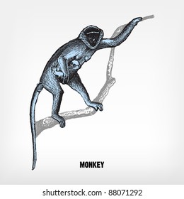 Engraving vintage Monkey from "The Complete encyclopedia of illustrations" containing the original illustrations of The iconographic encyclopedia of science, literature and art, 1851. Vector.