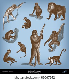 Engraving vintage Monkeys set from "The Complete encyclopedia of illustrations" containing the original illustrations of The iconographic encyclopedia of science, literature and art, 1851. Vector.